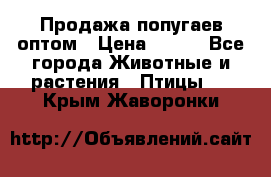 Продажа попугаев оптом › Цена ­ 500 - Все города Животные и растения » Птицы   . Крым,Жаворонки